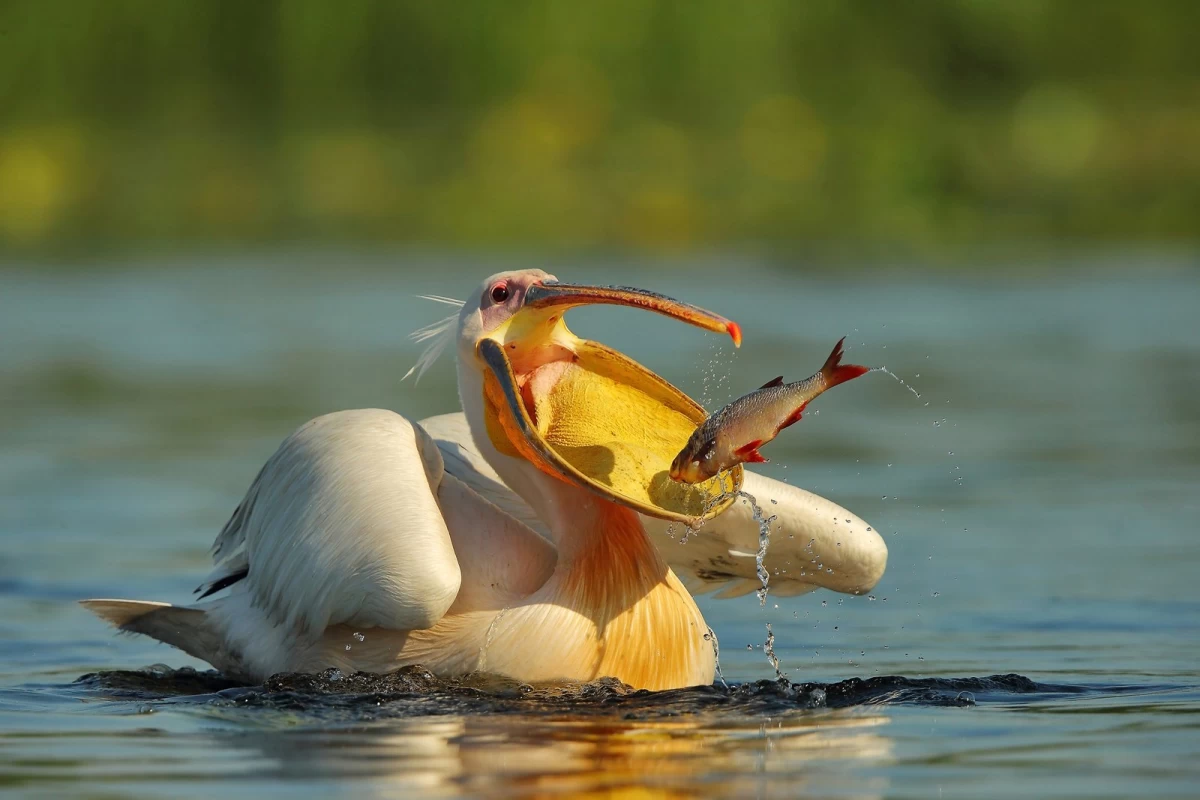 De vizitat în Delta Dunării. Atracții și obiective turistice