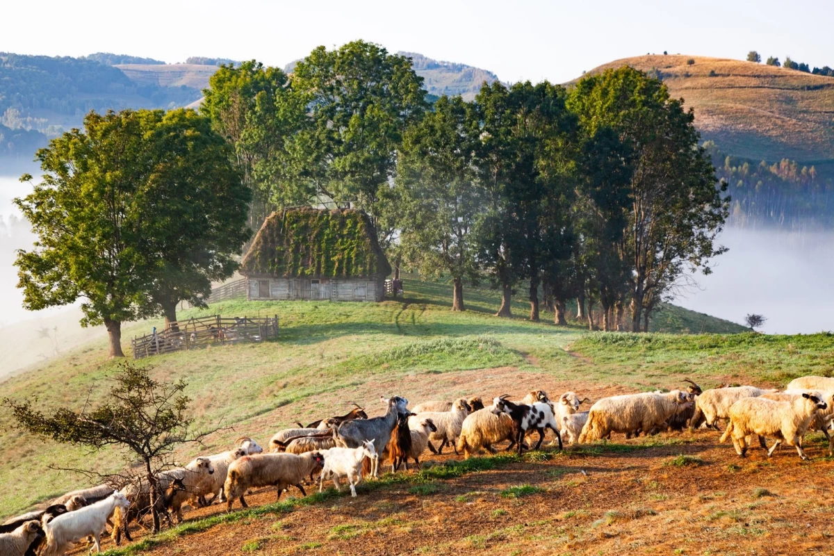 Savor the Flavors of the Apuseni Mountains' Food: Local Recipes to Try