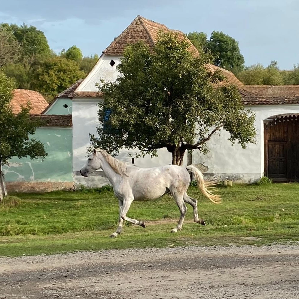 https://www.travlocals.com/uploads/0004/4573/2022/02/23/120706013-1692911650870641-502518605231430311-n.webp