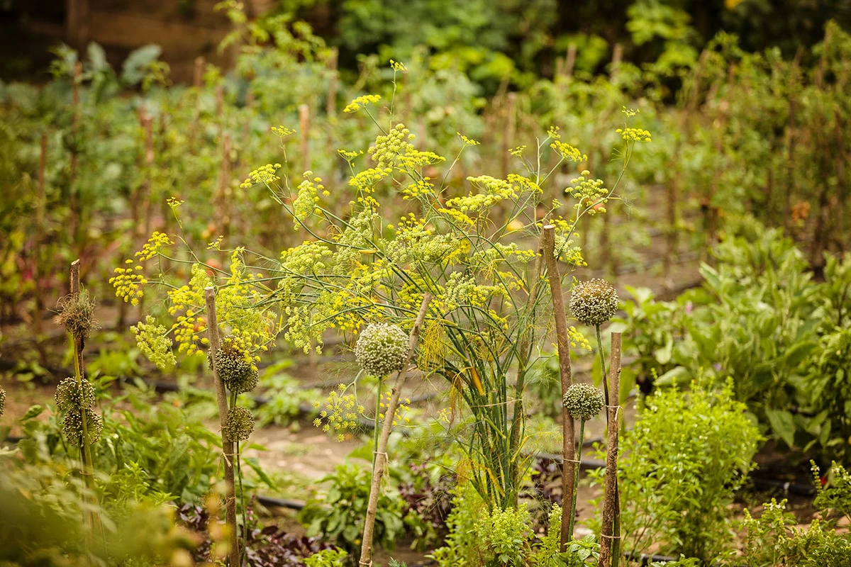https://www.travlocals.com/uploads/0006/6832/2025/02/28/the-gardens-gallery-2.webp