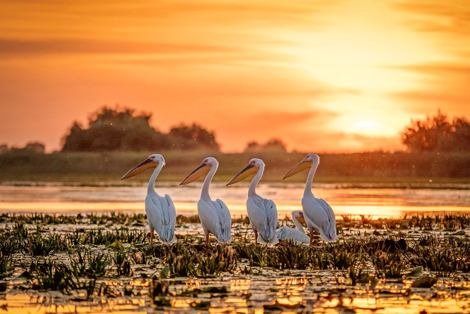 obiective turistice delta dunarii