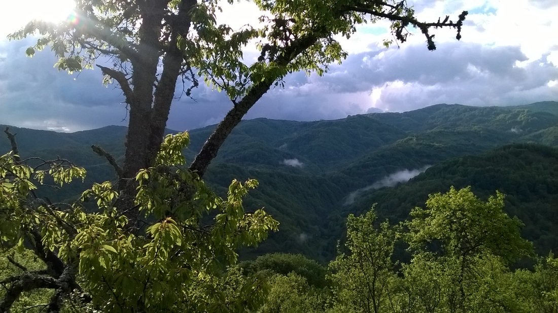https://www.travlocals.com/uploads/2019/10/the-tree-cottage-7.jpg