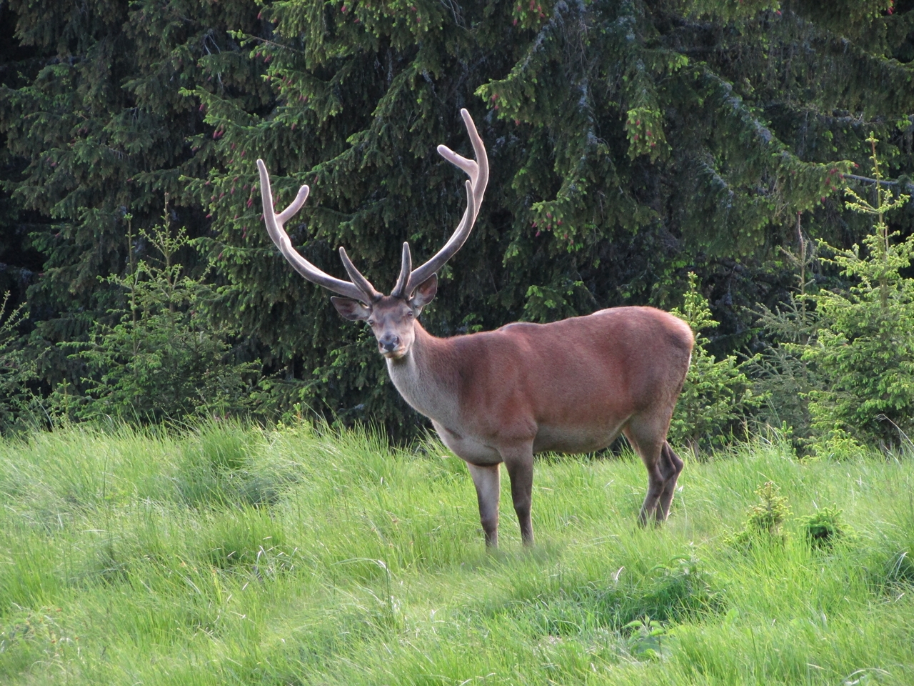 https://www.travlocals.com/uploads/2020/06/Comisu_wildlife-watching2.jpg